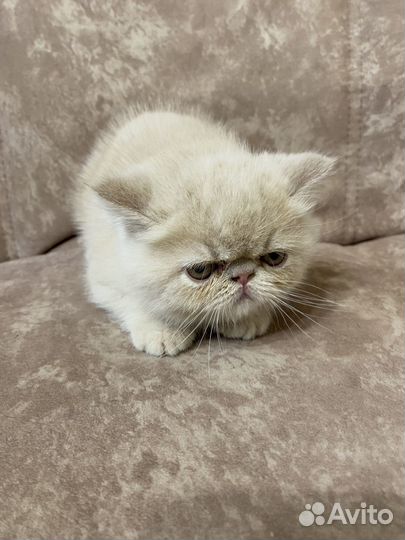 Экзотическая