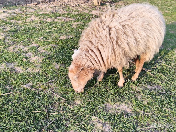 Овцы бараны