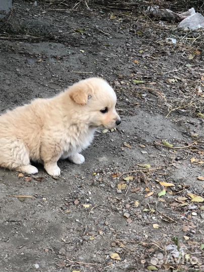 Щенки бесплатно