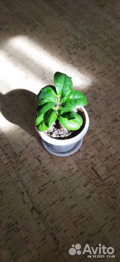 Замиокулькас Зензи