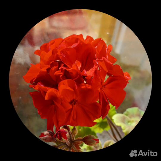 Пеларгония герань