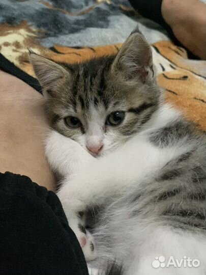 Кошки в добрые руки бесплатно