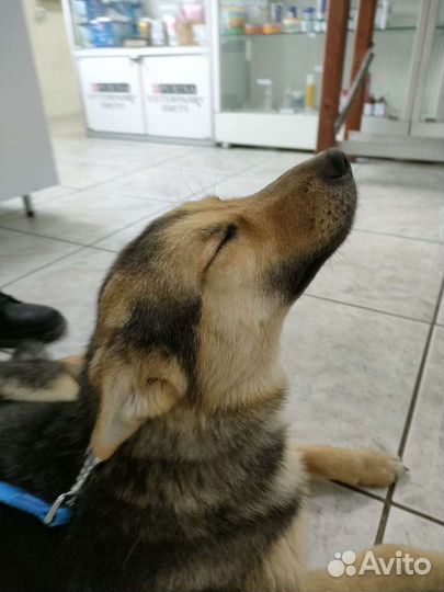 Собака дворняга