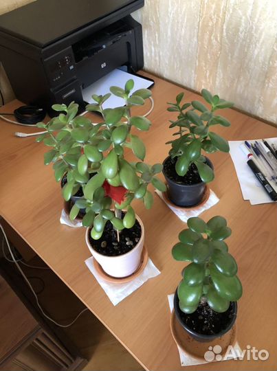 Толстянка денежное дерево