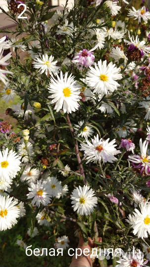 Сентябринки