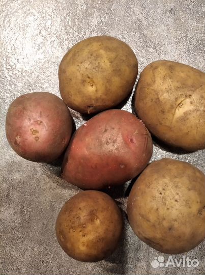 Продам картофель