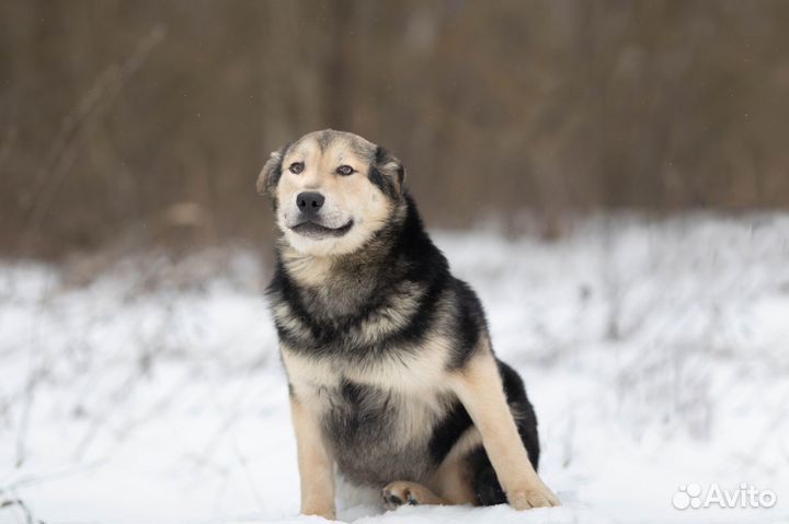 Сладкий плюшка так своих и не нашел