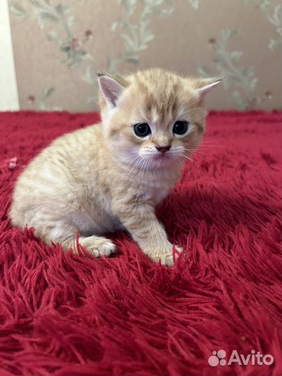 Шотландские котята