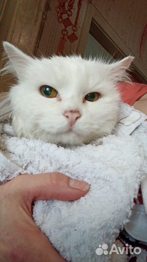 Котик найденыш