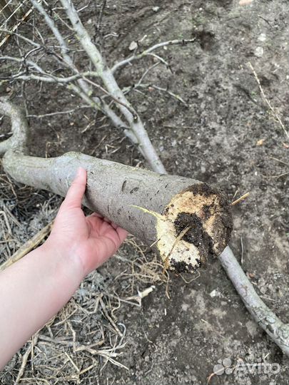 Спилы дерева яблоко ренет симиренко