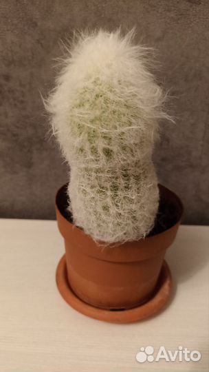 Кактусы и суккуленты