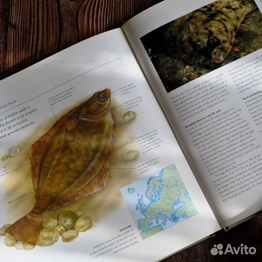 Винтажная книга про рыб на английском языке