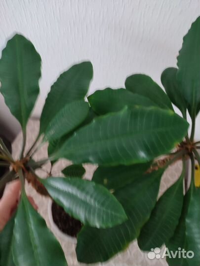 Фикус, молочай