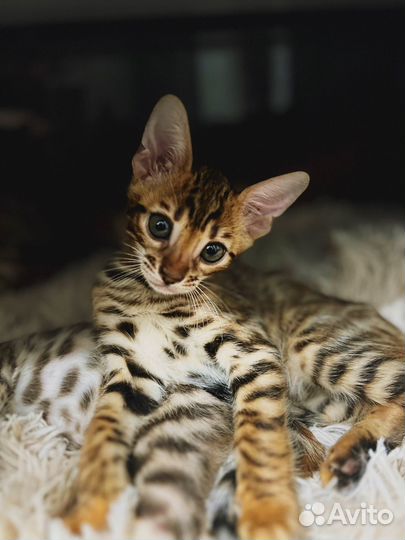 Бенгальская кошка
