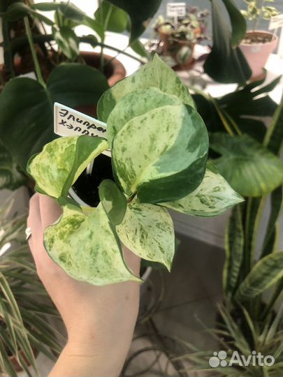 Эпипремнум хэппи лиф