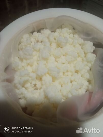 Тибетский молочный гриб