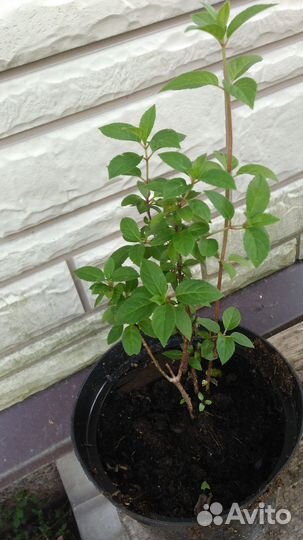 Гортензия метельчатая