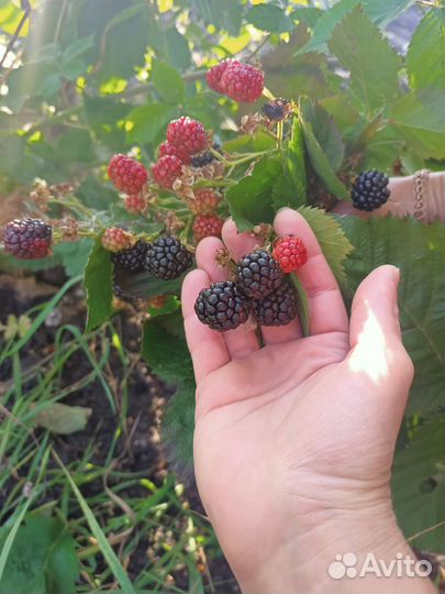 Саженцы ежевики бесшиповной