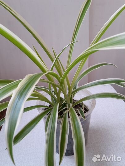 Хлорофитум