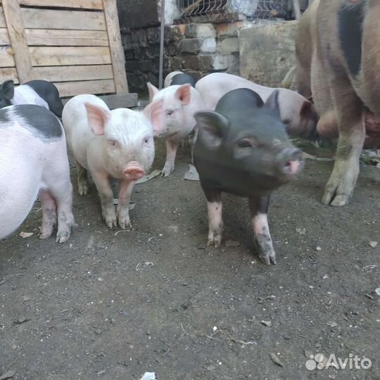 Белорусская пестрая