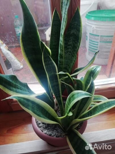 Сансевиерия сортовая
