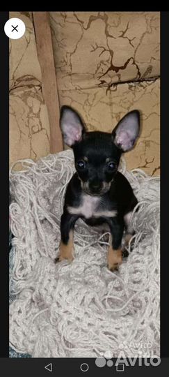 Мини той-терьер