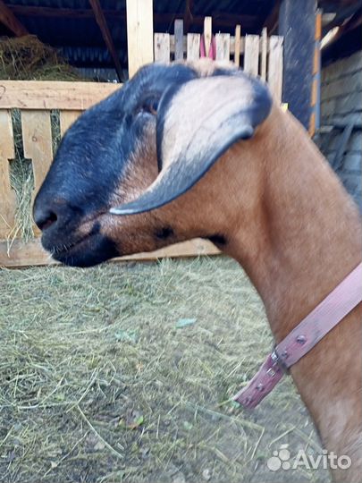 Дойные нубийские козы