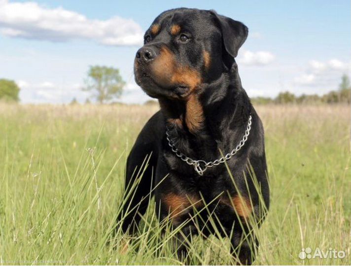 Ротвейлер вязка