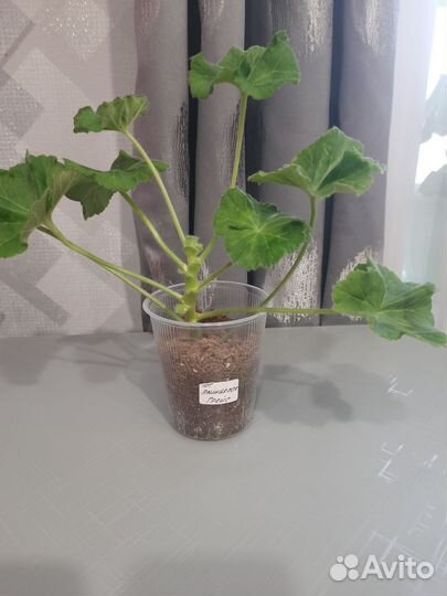 Герань пеларгония