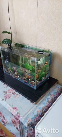 Аквариум
