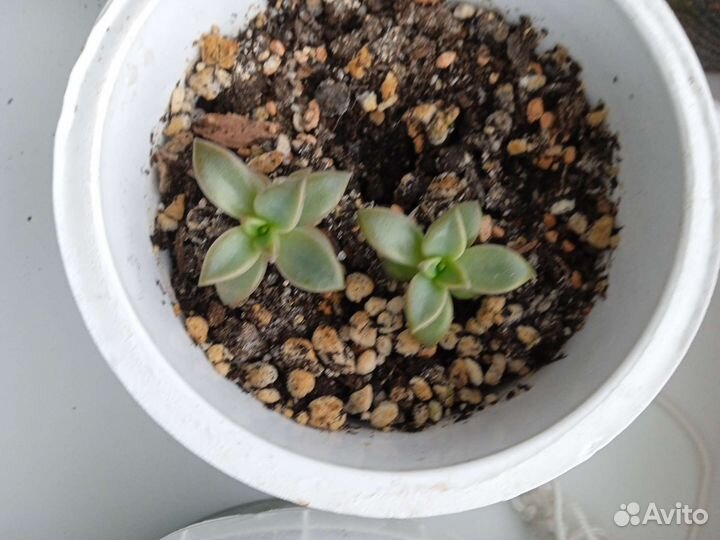 Суккуленты