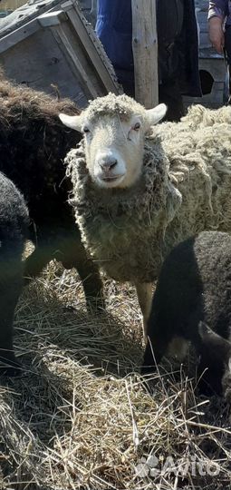 Овцы и бараны