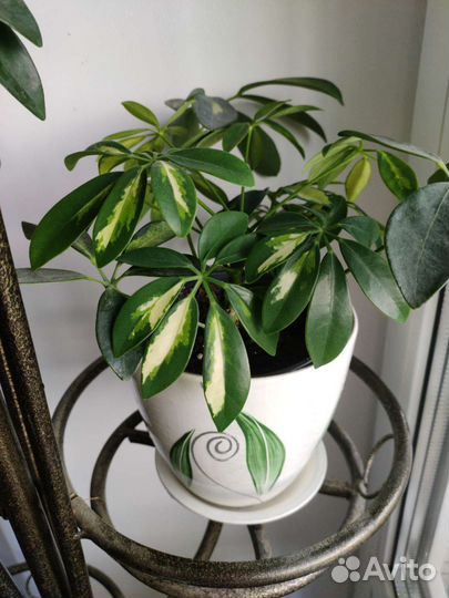 Шеффлера. Комнатные цветы