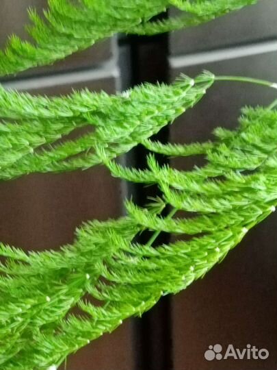 Аспарагус перистый и -пирамидальный