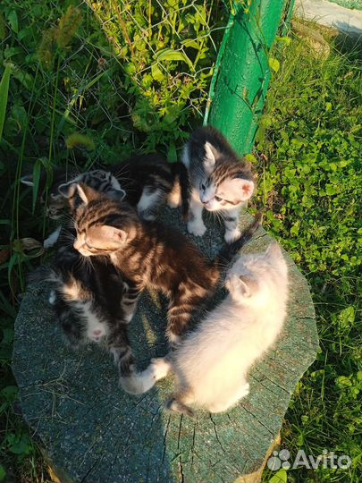 Котята в добрые руки бесплатно