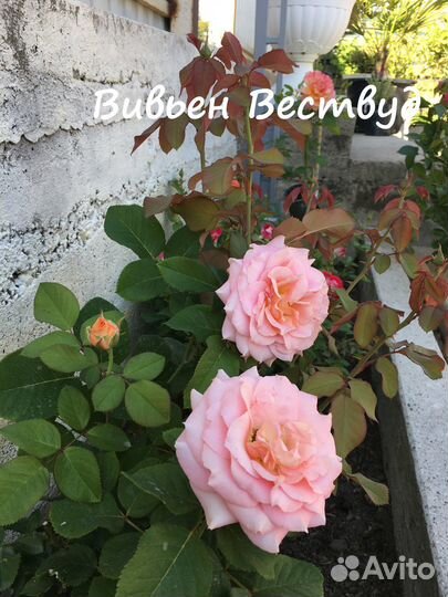 Корнесобственные розы. Флорибунды