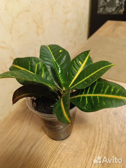 Кротон петра