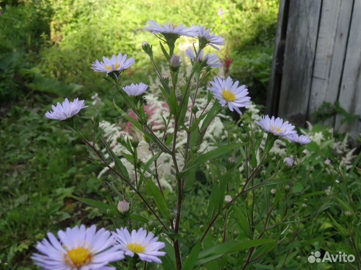 Астра многолетняя, нарциссы