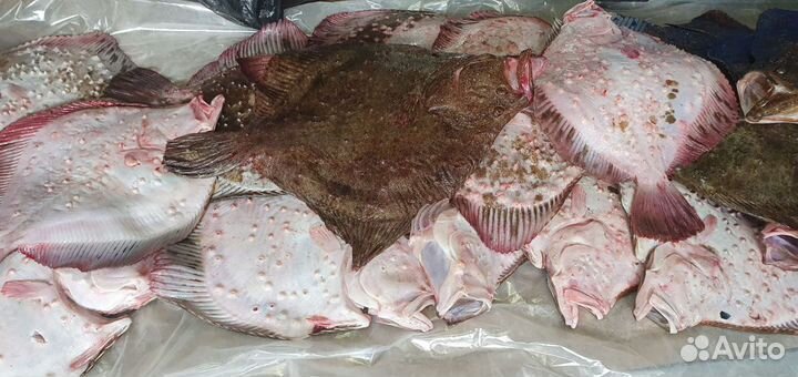 Калкан.,камбала