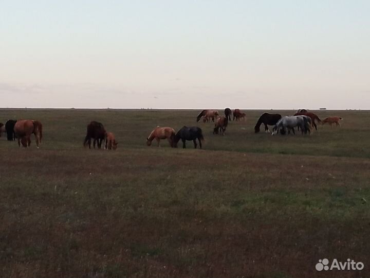 Лошади, жеребята