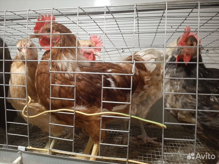 Молодые петухи