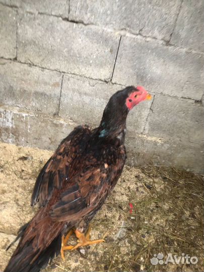 Бойцовые петухи