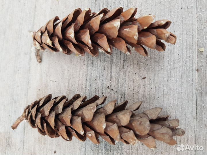 Шишки сосновые большие