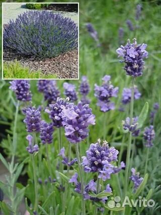 Семена лаванды крымской