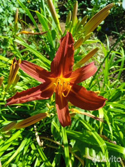 Лилейник сортовой