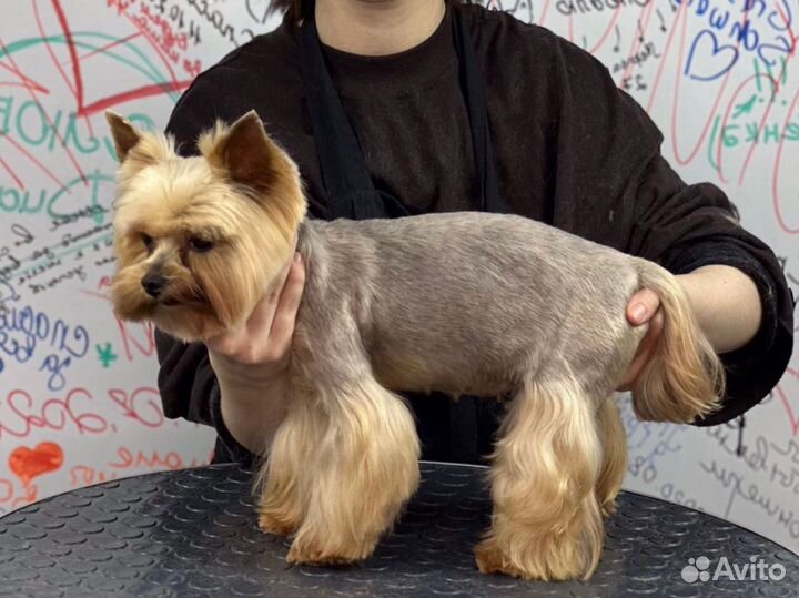 Стрижка собак Груминг