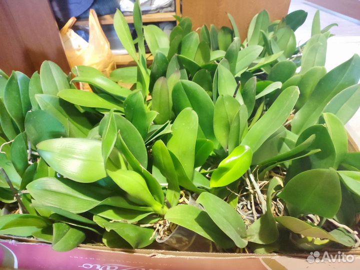 Орхидея фаленопсис