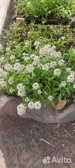 Рассада,есть доставка