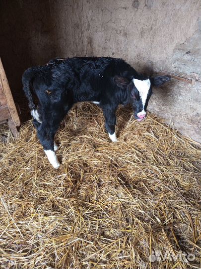 Бычок суточный