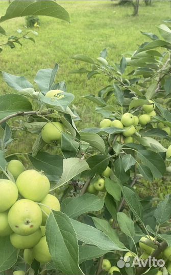 Саженцы плодовых деревьев